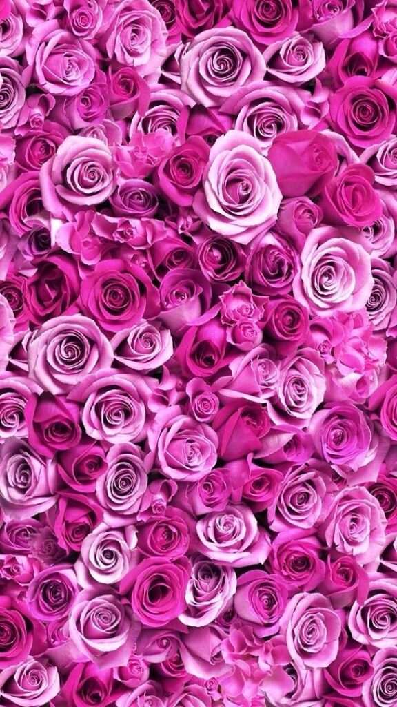 Lindas rosas para papel de parede da tela de lindo do celular 